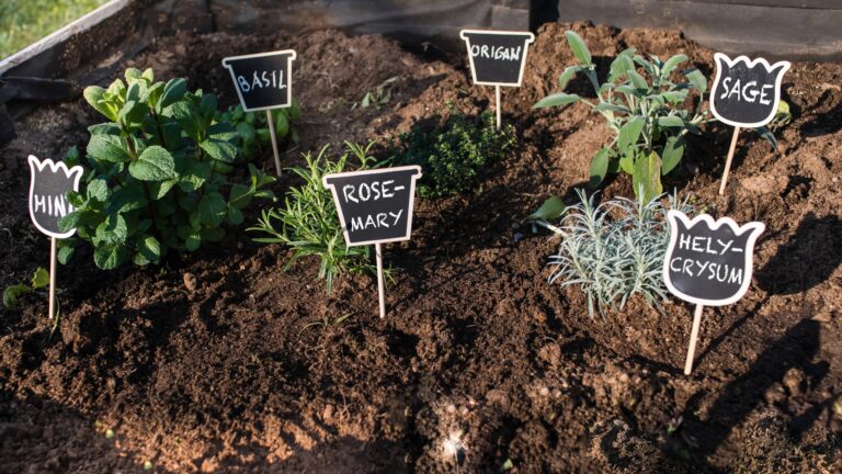 Toothpick label for plants