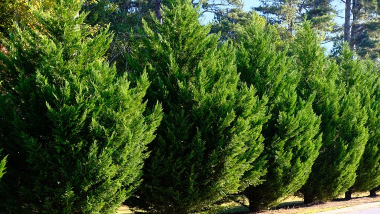leyland cypress