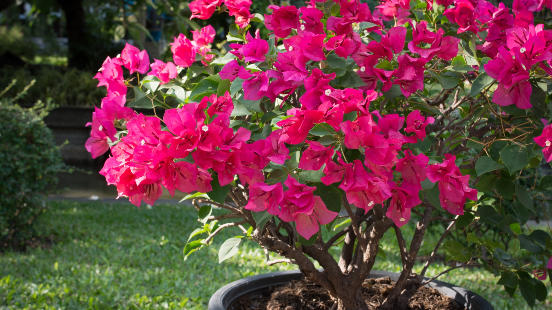15 Gorgeous Flowering Container Plants For Privacy (And A Few More Stunning Options)