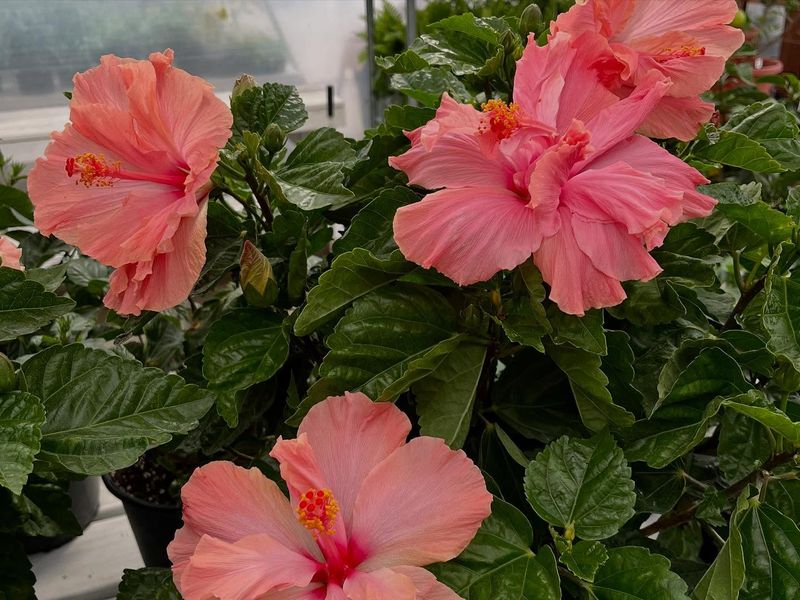 Hibiscus