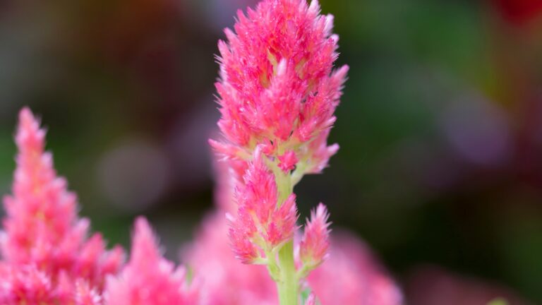 Celosia Flamma Pink