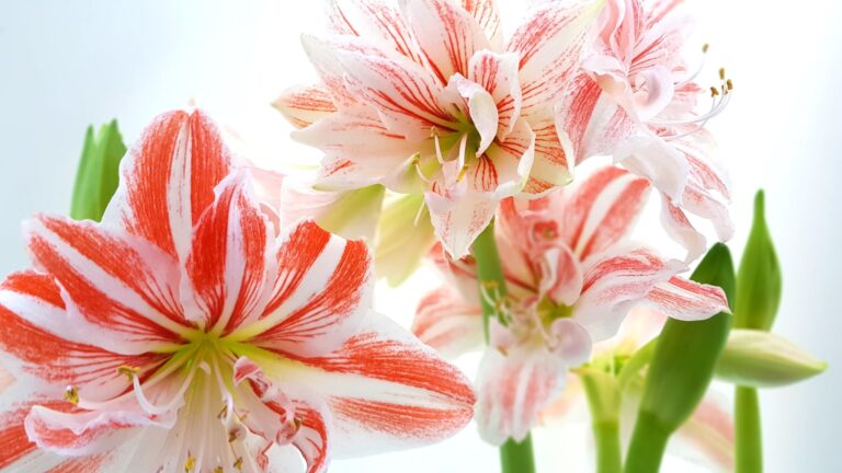 amaryllis