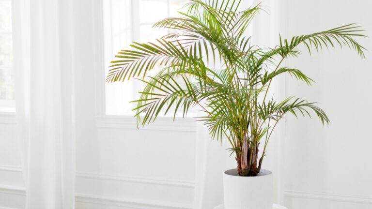 kentia palm