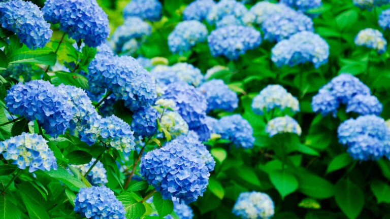 Hydrangeas