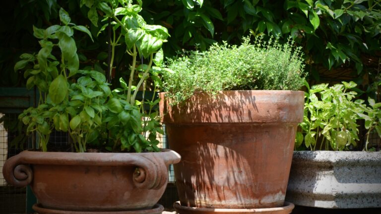 herb garden