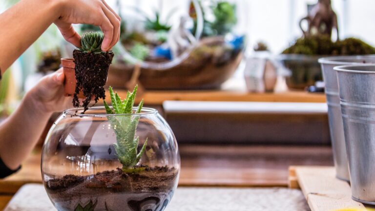 Terrariums