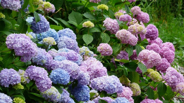 Hydrangeas