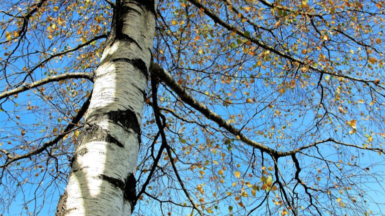 silver birch