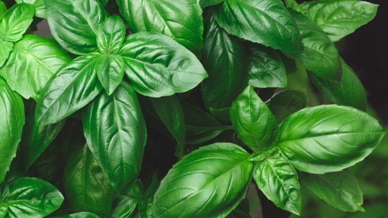 Growing Genovese basil background