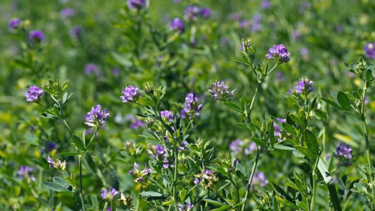 alfalfa