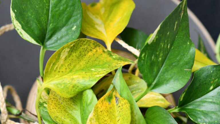 pothos plant turning yellow