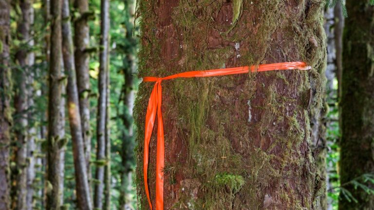 Orange Ribbon on Tree in Forest