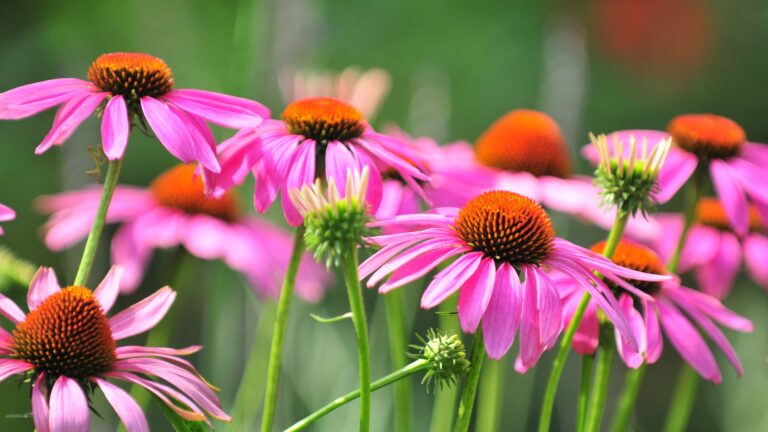 Echinacea