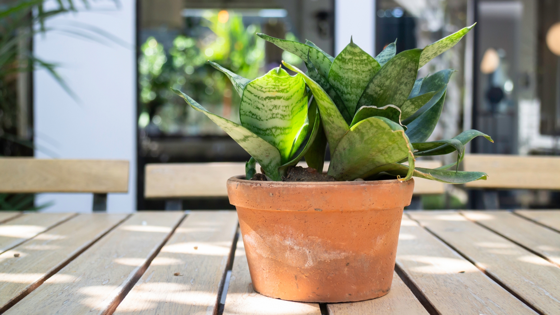 15 Pro Tips For Moving Houseplants Outside For Spring And Summer (And 3 Things That’ll Ruin The Process)