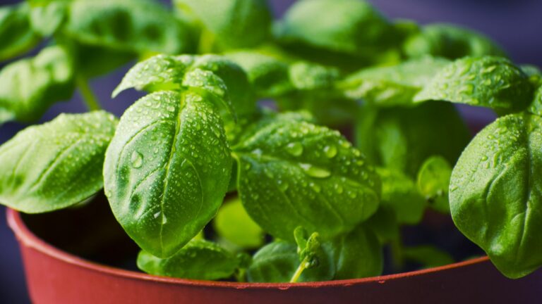 Basil Herb in a Pot