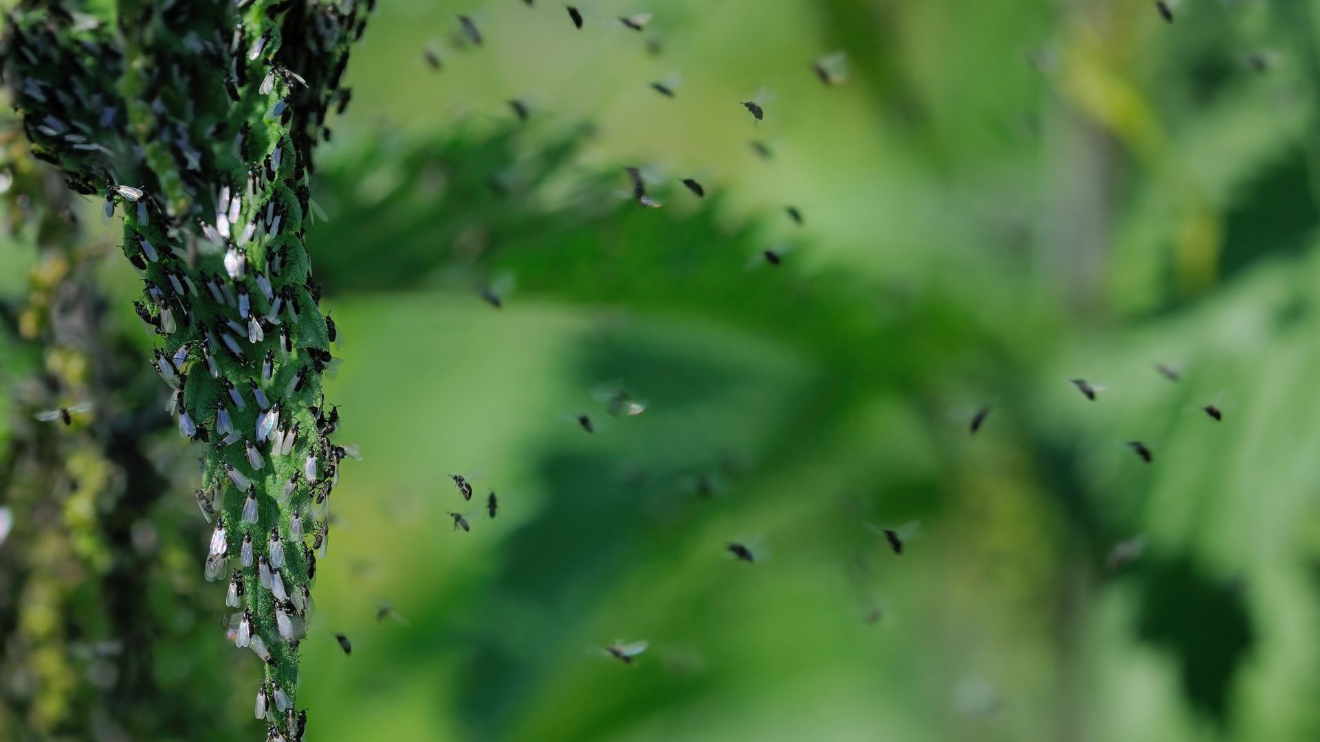 15 Proven Ways To Get Rid Of Midges In Your Yard For Good