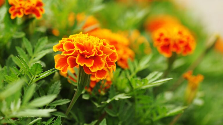 Mexican Marigolds