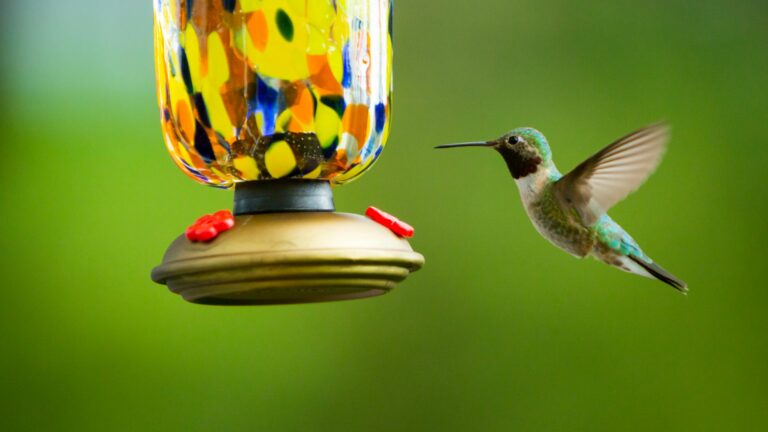 Humming Bird and Feeder