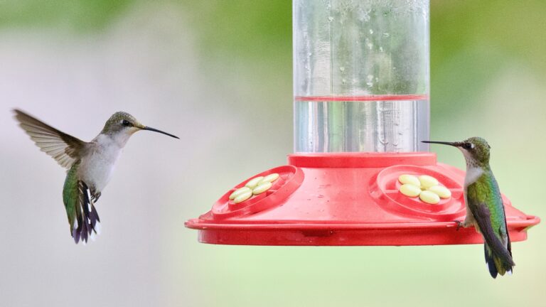 Hummingbirds