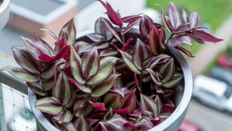 Tradescantia motley multicolor. Home flower with purple leaves