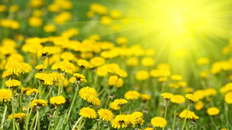 dandelions