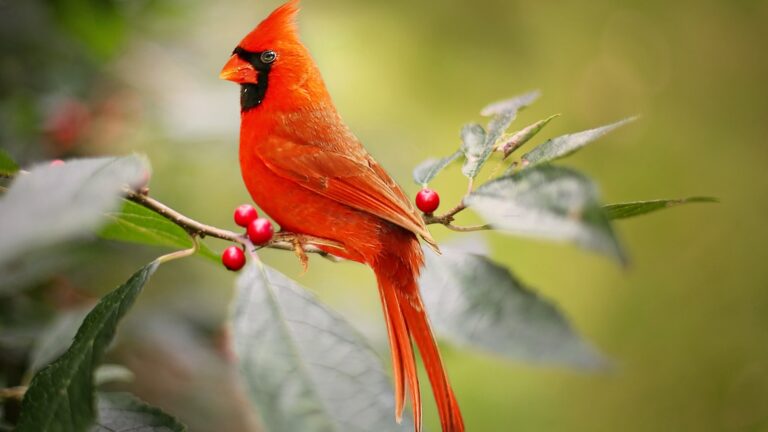 cardinal on a branch