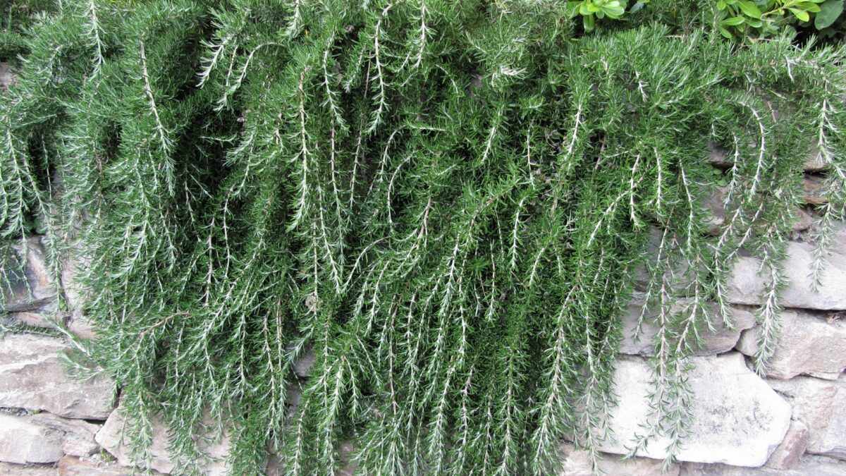 15 Simple Steps To Grow Trailing Rosemary For The Best Harvest Ever ...