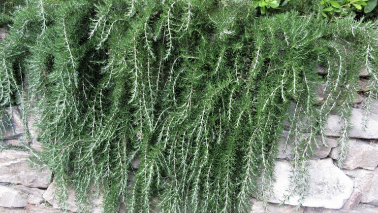 Weeping trailing rosemary plant cascading down a rock wall