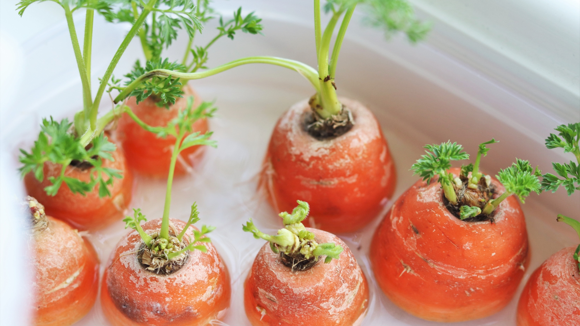 15 Simple Ways To Grow Carrots From Carrot Tops (And Why It’s A Game-Changer)