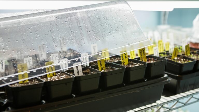 Seeds Germinating Under a Humidity Dome