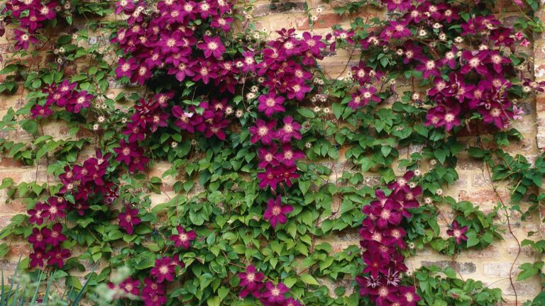 climbing clematis