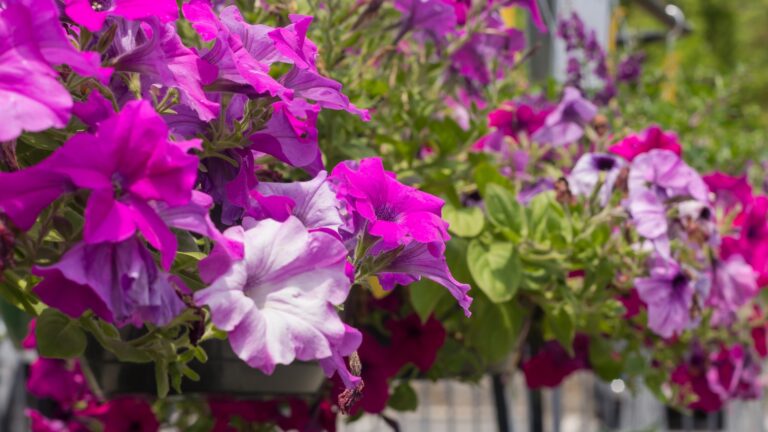 petunia flowers