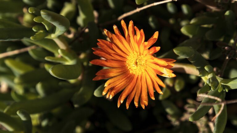 Orange flower on ice plant ground cover
