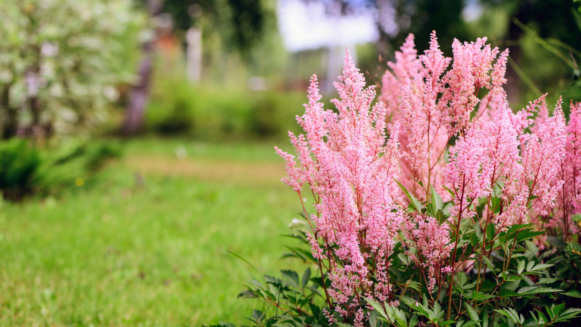 bright pink astilbe flowers