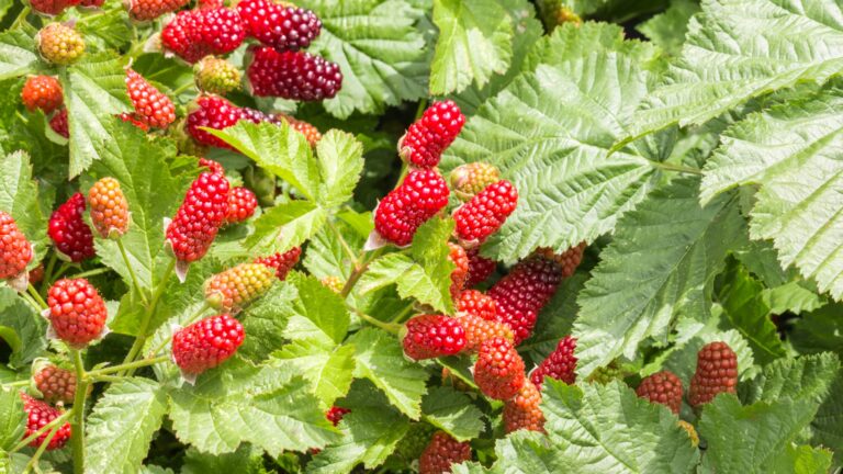 loganberries