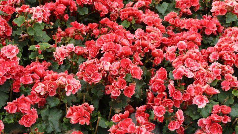 Begonias