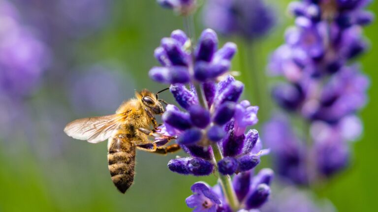 honey bee on lavender