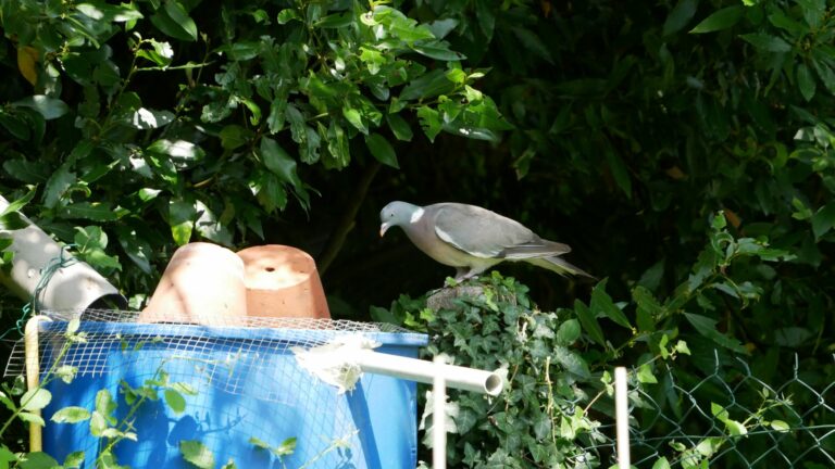 A pigeon in the garden