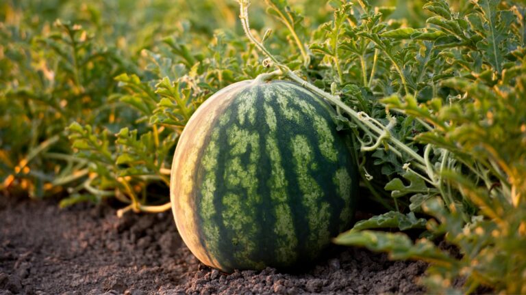 watermelon plant