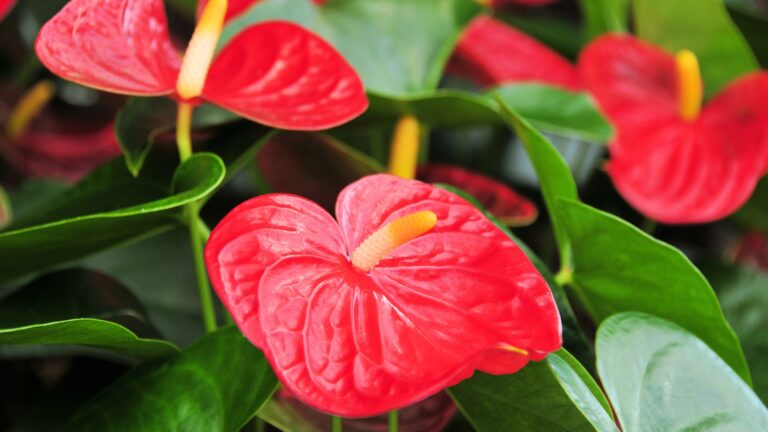 Anthurium