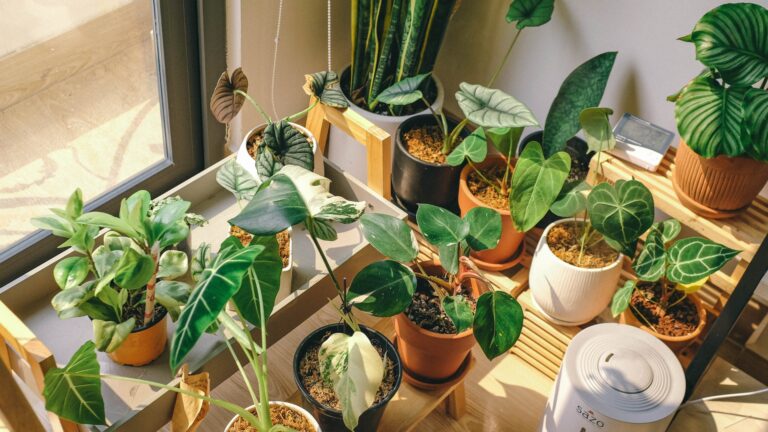 indoor plant collection