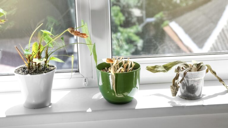 wilting plants on a windowsill