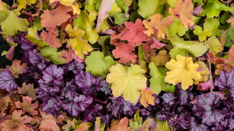 heucheras