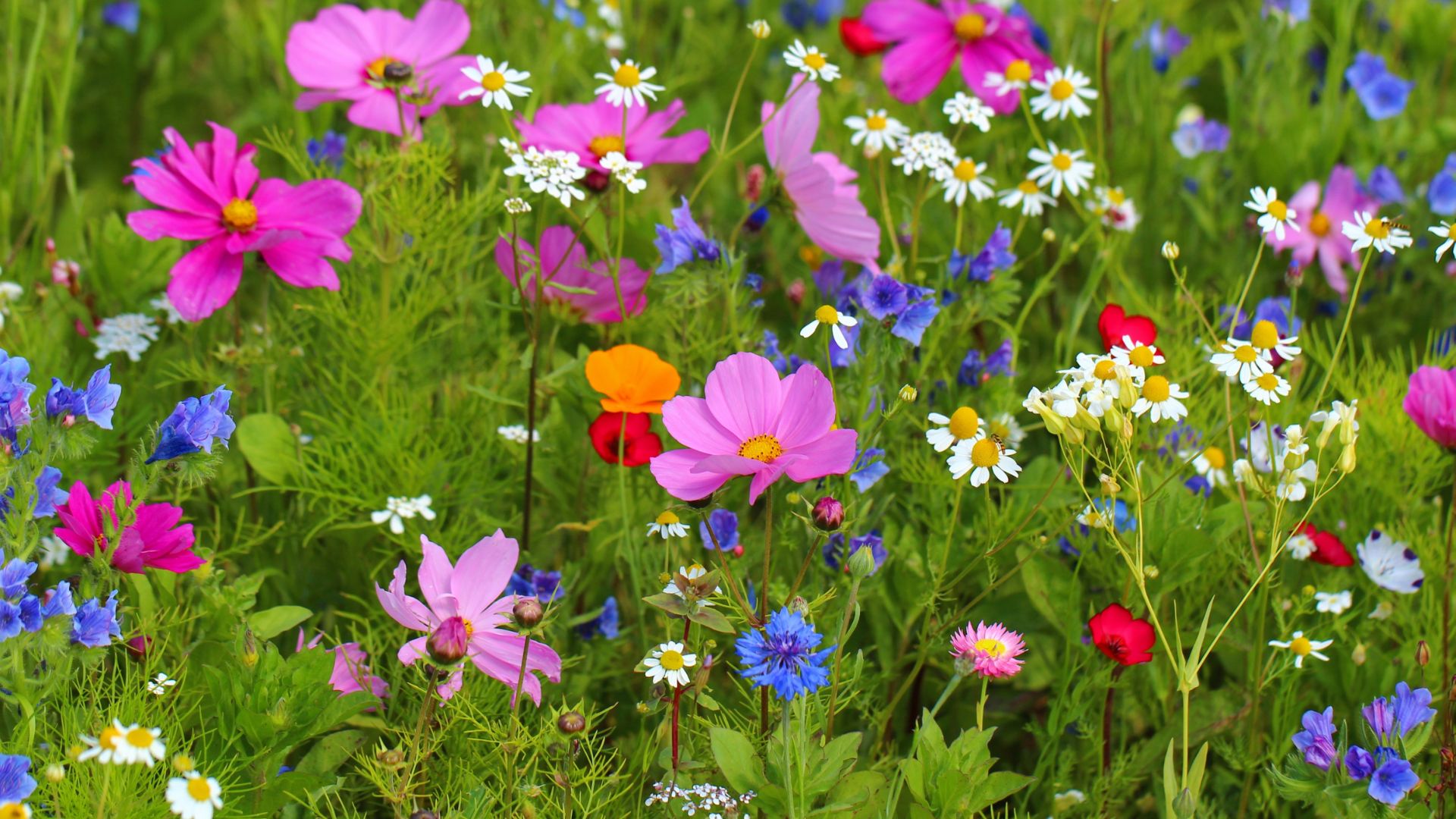 16 Creative Ways To Use Wildflowers For A Beautiful, Natural Yard (And 3 Common Mistakes To Avoid)