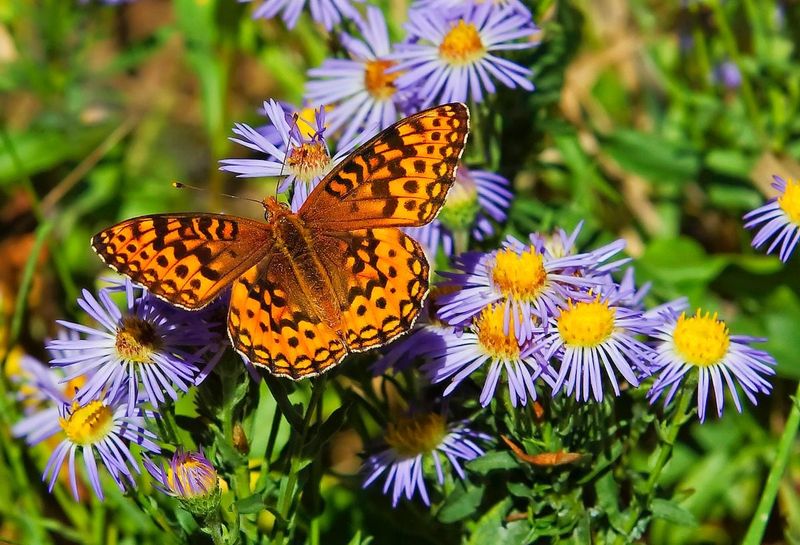 Create A Wildflower Meadow