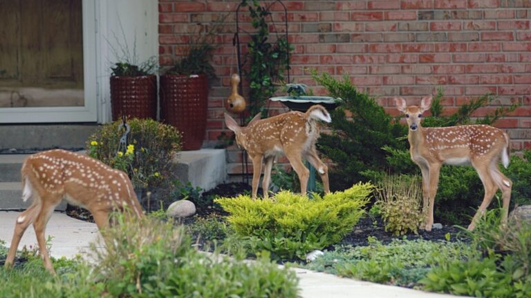deer in garden