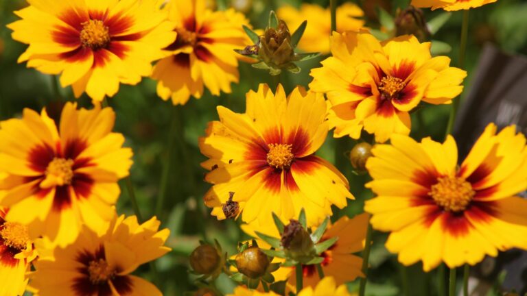 golden coreopsis