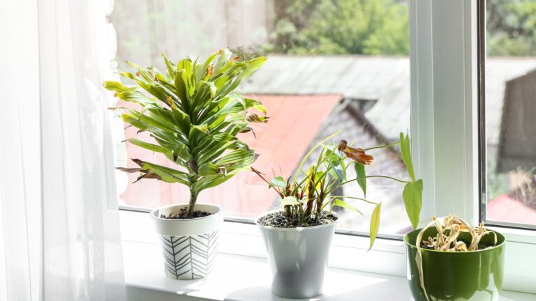 wilting plants on a windowsill