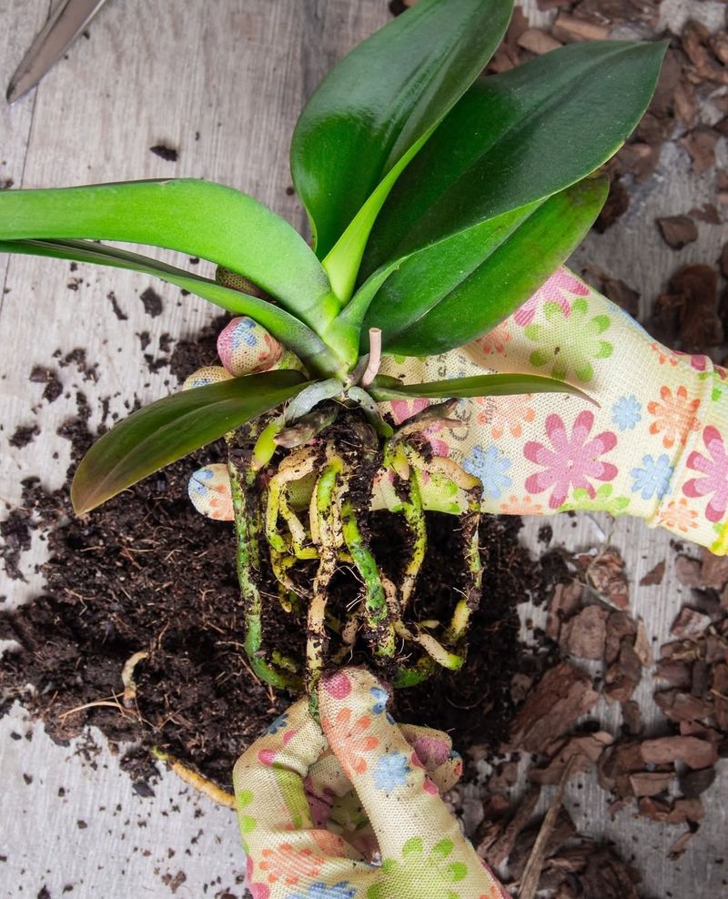 Incorrect Watering Schedule