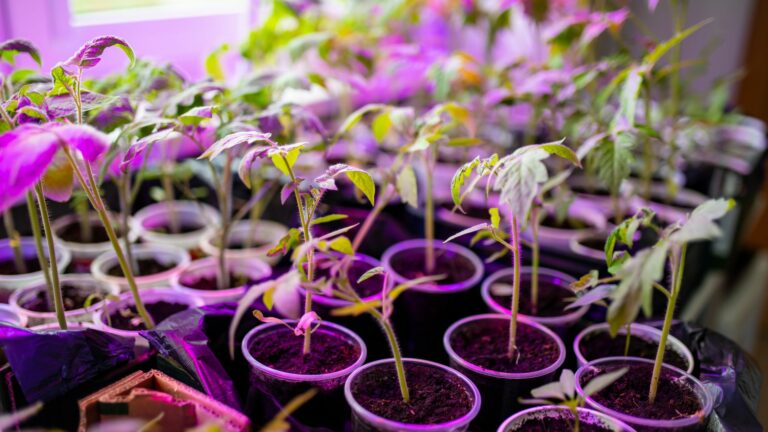 Seeds Germinating Under a Humidity Dome